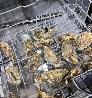 如何清洗生蚝上的油垢（有效去除生蚝上的油脂残留）  第1张